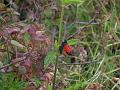 zygaena minos